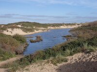 NL, Zuid-Holland, Noordwijk, Oude Golf 3, Saxifraga-Jelle van Dijk