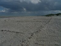 NL, Groningen, Het Hoge Land, Rottumeroog 15, Saxifraga-Mark Zekhuis