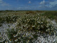 NL, Groningen, Het Hoge Land, Rottumeroog 18, Saxifraga-Mark Zekhuis