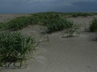 NL, Groningen, Het Hoge Land, Rottumeroog 22, Saxifraga-Mark Zekhuis
