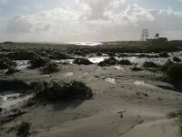 NL, Groningen, Het Hoge Land, Rottumeroog 7, Saxifraga-Mark Zekhuis