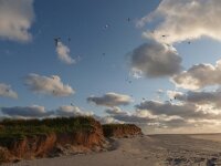 NL, Groningen, Het Hoge Land, Rottummeroog 9, Saxifraga-Mark Zekhuis