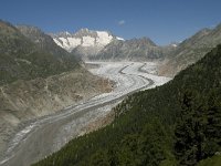 CH, Wallis, Riederalp, Aletschwald 18, Saxifraga-Willem van Kruijsbergen