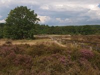 NL, Drenthe, Westerveld, Havelterberg 29, Saxifraga-Hans Dekker