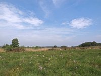 NL, Drenthe, Westerveld, Havelterberg 40, Saxifraga-Hans Dekker