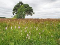 NL, Drenthe, Westerveld, Havelterberg 42, Saxifraga-Hans Dekker