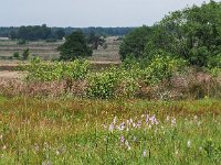 NL, Drenthe, Westerveld, Havelterberg 53, Saxifraga-Hans Dekker