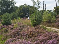 Jannie fietsend op de hei  Sallandse Heuvelrug NP, Overijssel, Netherlands : cycling, elderly woman, heathland, mature woman, NP, national park, Sallandse Heuvelrug, summertime