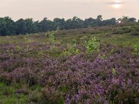 Heathland in Sallandse Heuvelrug National Park, Overijssel, Netherlands  Heathland in Sallandse Heuvelrug National Park, Overijssel, Netherlands : beauty in nature, heather, heathland, national park, nature reserve, NP, Sallandse Heuvelrug, summertime, Dutch, Europe, European, heath, natural, nature, Netherlands, Overijssel, rural landscape, summer