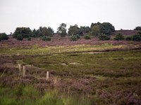 Heideveld op Sallandse Heuvelrug  Overijssel, Netherlands : beauty in nature, heathland, national park, nature reserve, NP, Sallandse Heuvelrug, summertime, heather