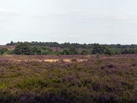 Heideveld op Sallandse Heuvelrug  Overijssel, Netherlands : beauty in nature, heathland, national park, nature reserve, NP, Sallandse Heuvelrug, summertime, panorama