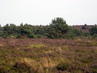 Heathland in Sallandse Heuvelrug National Park, Overijssel, Netherlands  Heathland in Sallandse Heuvelrug National Park, Overijssel, Netherlands : beauty in nature, heather, heathland, national park, nature reserve, NP, Sallandse Heuvelrug, summertime, Dutch, Europe, European, heath, natural, nature, Netherlands, Overijssel, rural landscape, summer