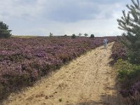 Elderly woman cycling through heathland in Sallandse Heuvelrug National Park, Overijssel, Netherlands  Elderly woman cycling through heathland in Sallandse Heuvelrug National Park, Overijssel, Netherlands : beauty in nature, Dutch, Europe, European, flowering, flowers, heath, heather, heathland, national park, natural, nature, nature reserve, Netherlands, NP, Overijssel, rural landscape, Sallandse Heuvelrug, sandy, summer, summertime, track, bicycle, elderly woman, cycling, mature woman