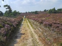 Elderly man cycling through heathland in Sallandse Heuvelrug National Park, Overijssel, Netherlands  Elderly man cycling through heathland in Sallandse Heuvelrug National Park, Overijssel, Netherlands : beauty in nature, Dutch, Europe, European, flowering, flowers, heath, heather, heathland, national park, natural, nature, nature reserve, Netherlands, NP, Overijssel, rural landscape, Sallandse Heuvelrug, sandy, summer, summertime, track, cycling, bicycle, elderly man, mature man