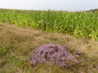 NL, Overijssel, Ommen, Lemelerberg 13, Saxifraga-Mark Zekhuis