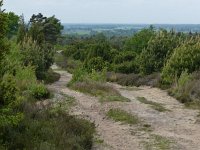 NL, Overijssel, Ommen, Lemelerberg 14, Saxifraga-Mark Zekhuis