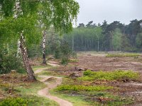 NL, Overijssel, Ommen, Lemelerberg 21, Saxifraga-Mark Zekhuis