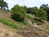 NL, Overijssel, Ommen, Lemelerberg 6, Saxifraga-Mark Zekhuis