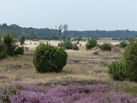 NL, Overijssel, Ommen, Lemelerberg 8, Saxifraga-Mark Zekhuis