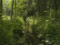 B, Limburg, Bocholt, Lozerheide 5, Saxifraga-Jan van der Straaten