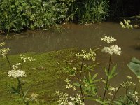 B, Limburg, Bree, Itterbeek 3, Saxifraga-Jan van der Straaten