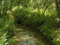 B, Limburg, Bree, Wijshagerbeek 4, Saxifraga-Jan van der Straaten