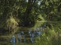 B, Limburg, Kinrooi, Nieuwe Abeek 11, Saxifraga-Marijke Verhagen