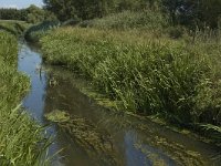 B, Limburg, Kinrooi, Nieuwe Lossing 5, Saxifraga-Marijke Verhagen