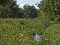 B, Limburg, Kinrooi, Nieuwe Lossing 7, Saxifraga-Marijke Verhagen