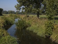 B, Limburg, Maaseik, Bosbeek 9, Saxifraga-Marijke Verhagen