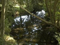 B, Limburg, Maaseik, Zanderbeek 10, Saxifraga-Marijke Verhagen