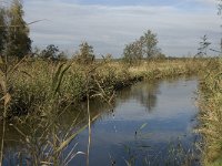 B, Limburg, Neerpelt, Hageven, Dommel 2, Saxifraga Marijke Verhagen