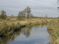 B, Limburg, Neerpelt, Hageven, Dommel 3, Saxifraga-Marijke Verhagen