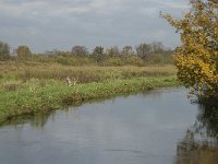 B, Limburg, Neerpelt, Hageven, Dommel 5, Saxifraga-Marijke Verhagen