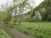 RO, Brasov, Poiana Marului, Sinca Veche 4, Saxifraga-Tom Heijnen