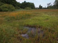 NL, Overijssel, Tubbergen, Mosbeek 1, Saxifraga-Hans Dekker