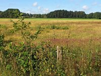 NL, Overijssel, Tubbergen, Mosbeek 6, Saxifraga-Hans Dekker