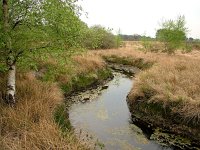 NL, Drenthe, Vledder, Vledder Aa 1, Saxifraga-Hans Dekker