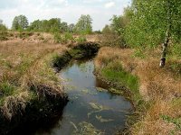 NL, Drenthe, Vledder, Vledder Aa 3, Saxifraga-Hans Dekker