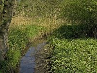 NL, Noord-Brabant, Baarle-Nassau, Zigraeckse Loop 1, Saxifraga-Jan van der Straaten