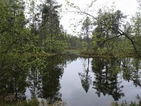 FIN, Lapland, Inari, Lemmenjoki 3, Saxifraga-Dirk Hilbers