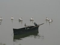 GR, Kentrikí Makedhonía, Sindiki, Limni Kerkini 18, Saxifraga-Ditk Hilbers