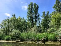 NL, Noord-Brabant, Drimmelen, Gat van de Buisjes 4, Saxifraga-Bart Vastenhouw