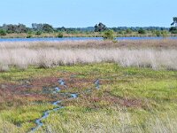 NL, Noord-Brabant, Heeze-Leende, Waschven in Strabrechtse Heide 2, Saxifraga-Tom Heijnen