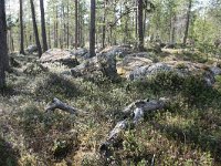 FIN, Lapland, Inari 4, Saxifraga-Dirk Hilbers