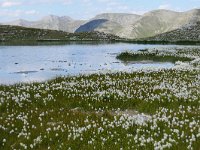 F, Alpes-de-Haute-Provence, Allos, Col de la Petite Cayolle 8, Saxifraga-Tom Heijnen