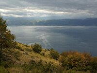NMK, Ohrid 19, Saxifraga-Foto Fitis-Sytske Dijksen