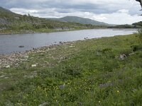 N, Finnmark, Hammerfest, Kvalsund 7, Saxifraga-Willem van Kruijsbergen