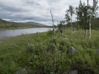 N, Finnmark, Hammerfest, Kvalsund 8, Saxifraga-Willem van Kruijsbergen