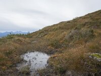 N, More og Romsdal, Molde, Tusenarsvarden 13, Saxifraga-Willem van Kruijsbergen